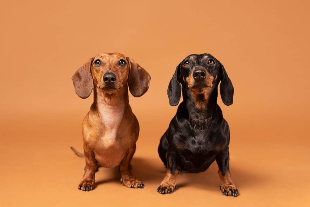 cute purebred dogs studio Gold Coast Digital Marketing Agency